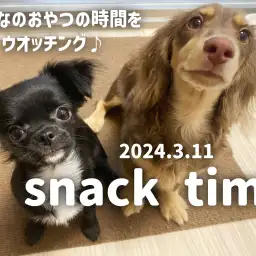 【 ワンチャンズ成長ログ 】仲良しトリオのおやつの時間ウオッチング！