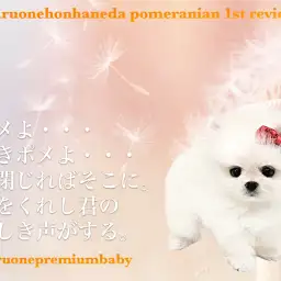 【 ポメラニアン 】春風に乗ってやってきた!たんぽぽ系ポメとは私のことよ!