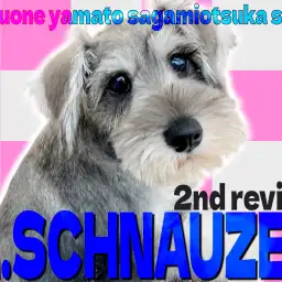 【 シュナウザー 】甘えん坊のパワフルガール!心も体もキュートに成長中です!