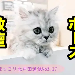 【 ほっこり北戸田通信Vol.17 】短足猫の教壇ポーズ！