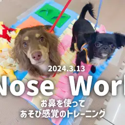【 ノーズワークトレーニング 】お鼻を使ってあそび感覚のトレーニング!