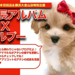 【 マルプー 】濃厚アプリコットカラーが素敵!マルプーちゃんの成長日記