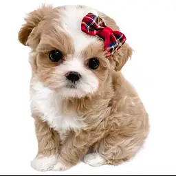 MIX（トイプードル×マルチーズ）