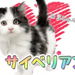 【 サイベリアン 】黒と白のコントラスト!クールな見た目を覆すパワフルにゃんこ