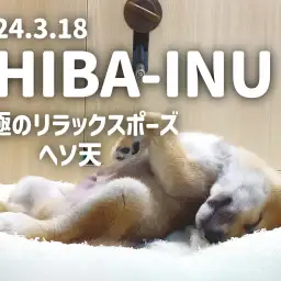【 柴犬成長ログ 】究極のリラックスポーズ!ヘソ天でスヤスヤ眠るしばおくん!