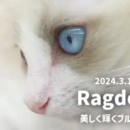 【 ラグドール成長ログ 】美しく輝きを放つ神秘的な青い瞳！