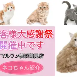 【 お客様大感謝祭 】3/17まで開催中です!鶴見店ネコちゃん紹介!