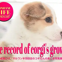 【 コーギー成長ログ 】コギたんの美しきフォトグラフィー・生後78日目の記録