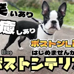 【 ボストンテリア 】笑いと癒しのハーモ二ー、ボストン始める新生活の勧め！