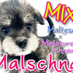 【 MIX 】純白の天使とおひげわんこ!マルシュナとは私のことです!!