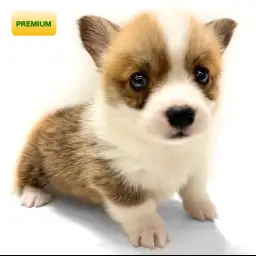 ウェルシュコーギーペンブローク