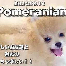 【 ポメラニアン成長ログ 】元気が一番だよね!ポメラニアンちゃんの新しいお友達!