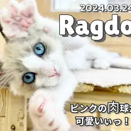 【 ラグドール成長ログ 】ばんざーいっ！私のお手々も見てニャ！