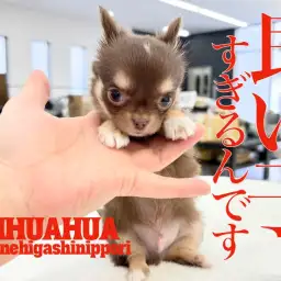 【 チワワ 】容姿端麗！天使の使い？性格良しのトリプルプレー！