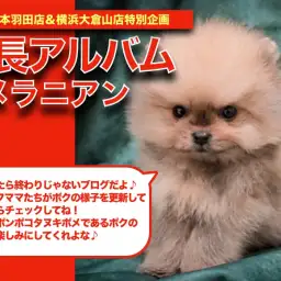【 ポメラニアン 】令和ぽんぽこ!プレミアムポメラニアンちゃんの成長日記