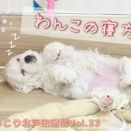 【 ほっこり北戸田通信Vol.33 】寝方紹介～わんこ編～