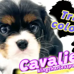 【 キャバリアキングチャールズスパニエル 】可憐な正統派美少女はトライカラー！