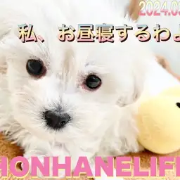 【 マルプー成長ログ 】真白きマルプーちゃんのお昼寝までのひととき!