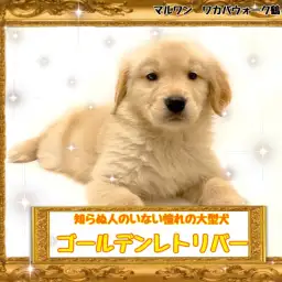 【 ゴールデンレトリーバー 】いつか飼いたい夢の大型犬ゴルちゃん