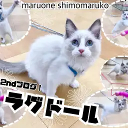 【 ラグドール 】運動神経は抜群…？遊びながら交流の幅を広げて日々勉強中！