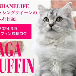 【ラガマフィン成長ログ】本羽田店のブラッシングクイーンとはわたしのことよ!