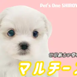 【 マルチーズ 】この可愛さプレミアム級！小さめサイズの甘えんボーイが登場！