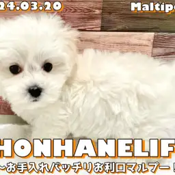 【 マルプー成長ログ 】お手入れバッチリ!お利口マルプーちゃんのご様子