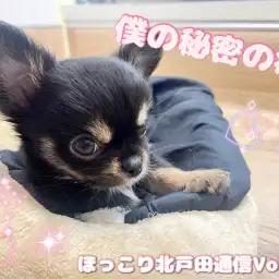 【 ほっこり北戸田通信Vol.27 】僕の内緒の癖！