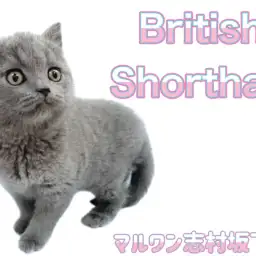 【 ブリティッシュショートヘア 】まん丸ずんぐりボディな癒し系！温厚な女の子！