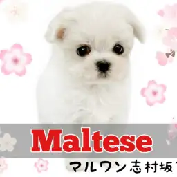 【 マルチーズ 】生後2ヶ月で540g！長いまつげが愛らしいプレミアムな女の子！
