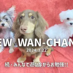 【 新ワンチャンズの成長アルバム 】新メンバーのマルキーちゃんで再結成!