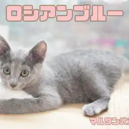 【 ロシアンブルー 】ロシアンスマイルが可愛い抜け毛少なめの気品溢れる美猫！