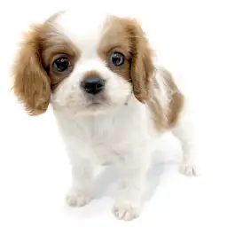 キャバリア・キングチャールズ・スパニエル