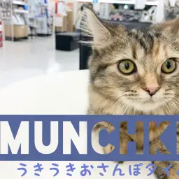 【 マンチカン成長ログ 】うきうきお散歩タイム！