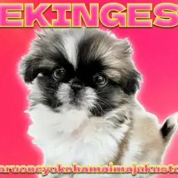 【 ペキニーズ 】レアカラーをまとった鼻ぺちゃ代表犬！初心者必見の温厚ガール！