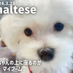 【 ワンチャンズの成長ログ 】どこに座っているの?おまるのマイブーム?!