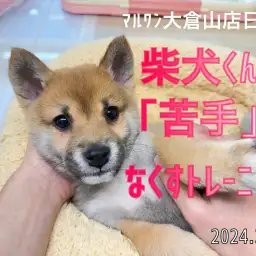 【 柴犬成長ログ 】苦手意識を持つ前に慣らしちゃおう！！社交性と社会性の違いって知ってる？