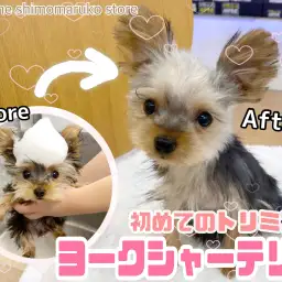 【 ヨークシャーテリア 】小さめレディーに成長中!初めてのトリミング&体重測定!