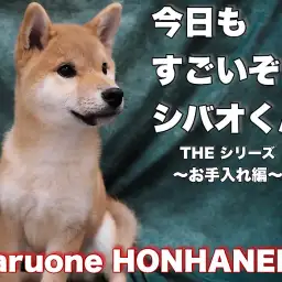 【 柴犬 】今日もすごいぞシバオくん！お手入れ編