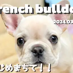 【 フレブル成長ログ 】あたちの可愛いところをいっぱい見てっ！！