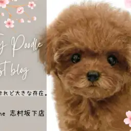 【 トイプードル 】小さめプードルちゃんが登場!プレミアムに選ばれた魅力をご紹介