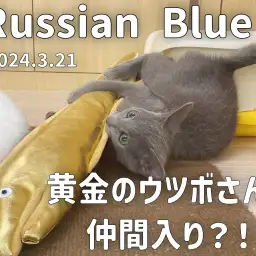 【 ロシアンブルー成長アルバム 】新しい仲間のウツボさんと遊ぼう!