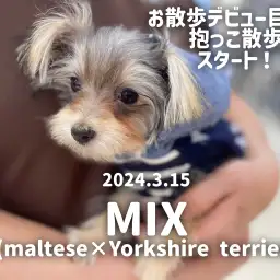 【 マルキーの成長ログ 】お散歩デビュー目前!抱っこ散歩で外に慣れよう!