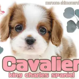 【 キャバリア 】人懐っこさはピカイチ!温もりあるブレンハイムが可愛い女の子!