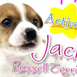 【 ジャックラッセルテリア 】アクティブわんこ代表!共にアウトドアへ出かけよう!