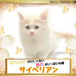 【 サイベリアン 】低アレルゲンだけじゃない!魅力がいっぱいなサイベちゃん