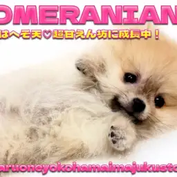 【 ポメラニアン 】生後3ヶ月で700g!目ヂカラ最強の爆毛たぬきポメ!
