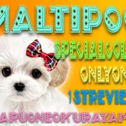 【 マルプー 】超友好的な性格！唯一無二カラーのMIX界のクイーン登場！