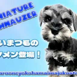 【 ミニチュアシュナウザー 】ソルト＆ペッパーのタレ目な困り顔の癒し系登場！