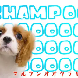 【 キャバリア 成長ログ】水も滴る良いキャバリア!シャンプーしたよ!